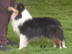 Domino z Heřmanova dvora