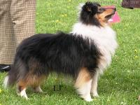 Domino z Heřmanova dvora