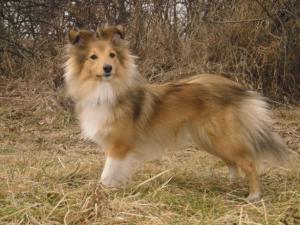 IRISH COFFEE Perla z Polabí