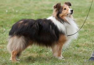 Amethrickeh APPARITION