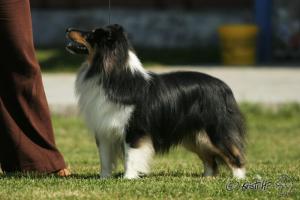 Lovesome Dream Joker