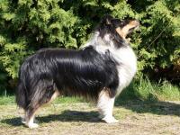 Lovesome Dream Joker