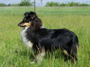 Turmaja´s Lovesome Rose