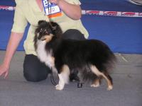 Turmaja´s Lovesome Rose