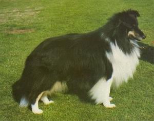 Rockaround Night Hawk