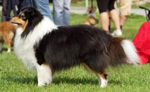 Štístko z Karlova hrádku