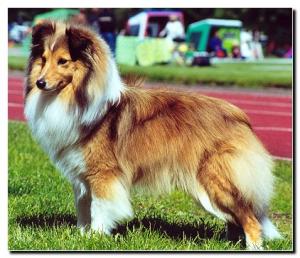 Shellrick's Joyful Jasmine