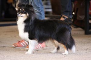 AMY VICTORY Jackdaw Rock