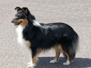 Sněhurka z Karlova hrádku