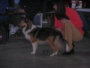 ABLE ZEE z Březkého průhona