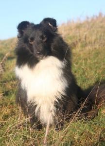 EBONNY JEWEL Divoký sen