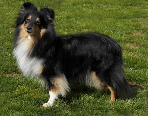 Portrait of Rose ze Skalní vyhlídky