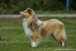 YELLOW YASMINE z Arcamony