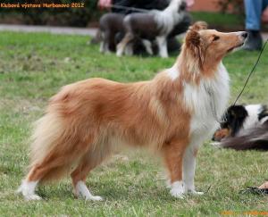 ARAMIS Shetlandská hvězda