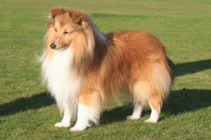 Karmidale Monet with Tachnamadra