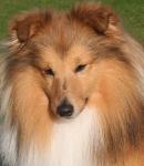 Karmidale Monet with Tachnamadra