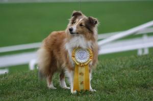 ALTAMIRA Shetlandská hvězda