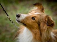 ALTAMIRA Shetlandská hvězda