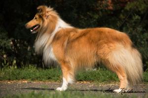 APPARITION Shetlandská hvězda