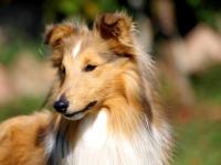 APPARITION Shetlandská hvězda