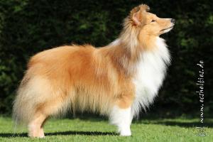 AYDINDRIL Shetlandská hvězda