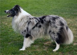 HERMIONE GRANGER Koryfej