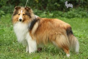 MARTINI Chancy Remus