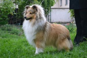 YELLOW IMAGE OF LUCK z Arcamony