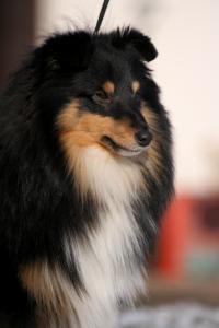 JAMESON Perla z Polabí