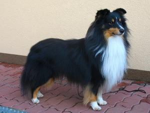 JIM BEAM Perla z Polabí