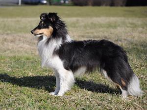 JUST FLAME Perla z Polabí