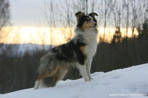 LET'S DANCE Perla z Polabí