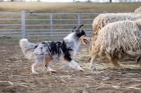 LET'S DANCE Perla z Polabí