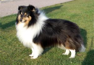 Milesend Night Force