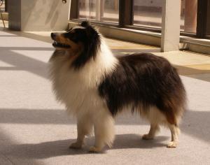 Yasper Black ze Shetlandů