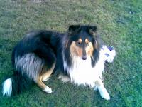 Aidinne Golden Bloom