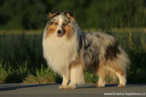 Art Filisity Dima at Fervidus