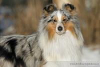 Art Filisity Dima at Fervidus