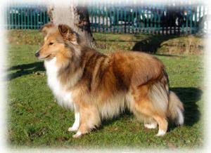 Dippersmoor Diamante