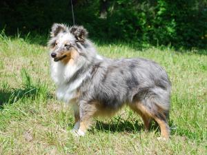 Dájenka Moravské srdce