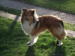 ARTEX Stříbrná půlnoc