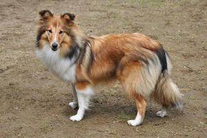 ADELAIDE Stříbrná půlnoc