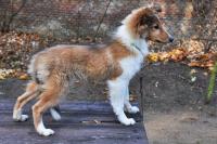 ADELAIDE Stříbrná půlnoc