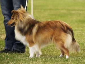 Algae Stříbrná půlnoc