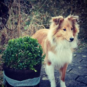 ANGEL Sparks of the Tempest