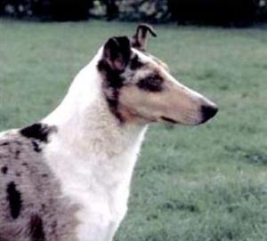 Foxearth Fire Cracker