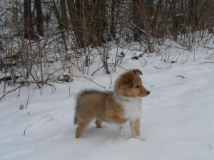 ANGEL'S MIRACLE al Bader