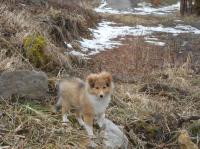 ANGEL'S MIRACLE al Bader