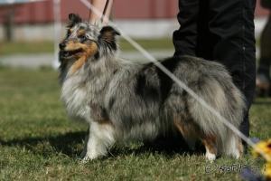 SHIRLEY BLAU z Vesničky u hranic