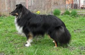 DIESEL VIKING Tantum Auri